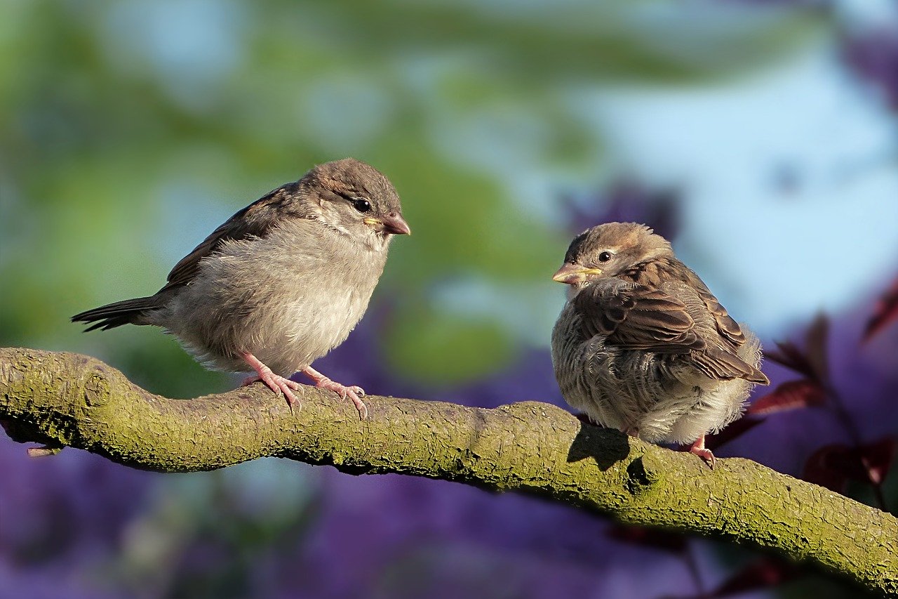 animal, bird, sparrow