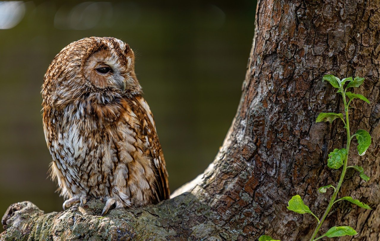 tawny owl, owl, tree