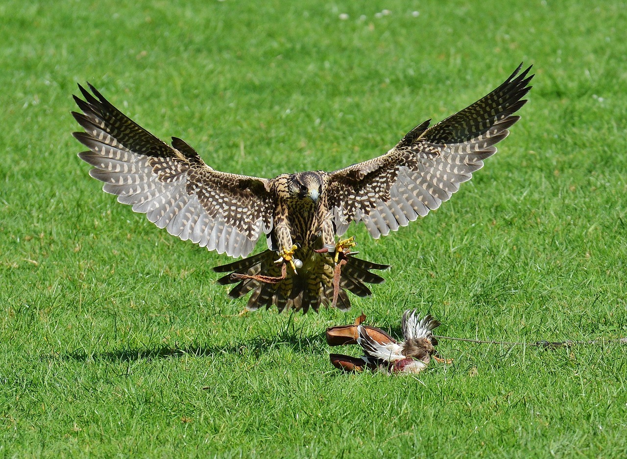 falcon, wildpark poing, predator